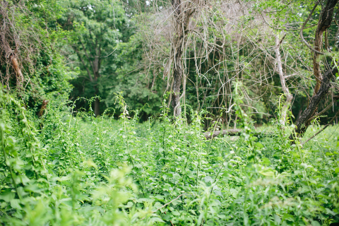 Informácia o povinnosti kosiť pozemky s výskytom buriny, inváznych rastlín a náletových drevín