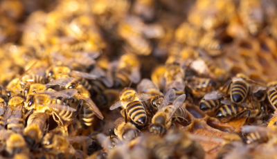 Opatrenia na kontrolu a zabránenie šírenia nákazy moru včelieho plodu