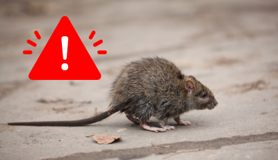 Oznam o vykonaní deratizácie v meste Sabinov