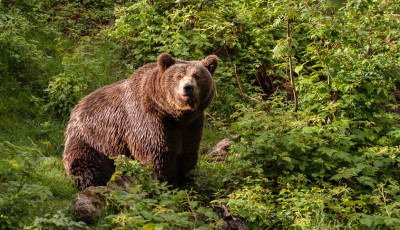 Vyhlásenie mimoriadnej situácie z dôvodu výskytu medveďa hnedého – uznesenie vlády SR č. 182/2025