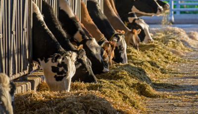 Odvolanie mimoriadnej situácie v súvislosti s výskytom vírusu slintačky a krívačky