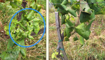 Aktuálne informácie k zlatému žltnutiu viniča