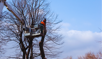 Výzva na orez a výrub drevín v ochrannom pásme elektrických vedení