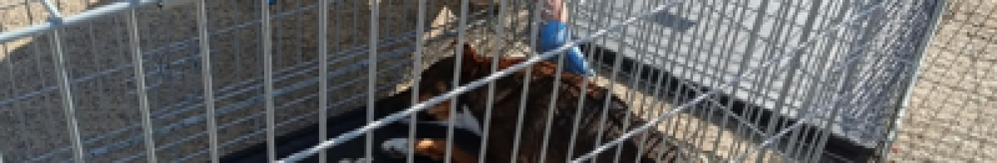 Veterinárna kontrola psov v Sabinove: Poznáme výsledky