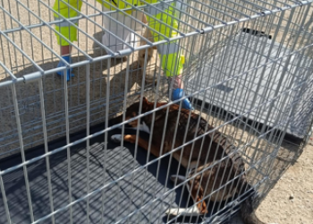 Veterinárna kontrola psov v Sabinove: Poznáme výsledky